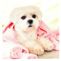 Badaccessoires ·Baddekoration|Die moderne Hausfrau Anti-Rutsch-Auflage Hund