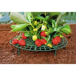 Gewächshäuser & Aufzuchthilfen|Die moderne Hausfrau Erdbeer-Reifer