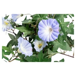 Kunstpflanzen|Die moderne Hausfrau Kunstblume "Winde" blau