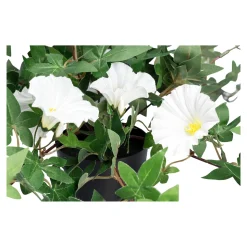 Kunstpflanzen|Die moderne Hausfrau Kunstblume "Winde" weiß