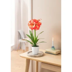 Kunstpflanzen|Frühlingsdekoration|Die moderne Hausfrau Kunstpflanze "Klivie"