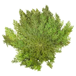 Pflanzenshop|Die moderne Hausfrau Rose von Jericho