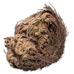 Pflanzenshop|Die moderne Hausfrau Rose von Jericho