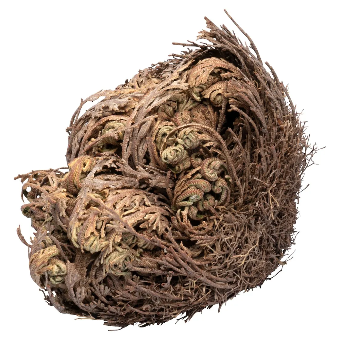 Pflanzenshop|Die moderne Hausfrau Rose von Jericho