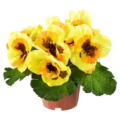 Kunstpflanzen|Die moderne Hausfrau Stiefmütterchen gelb