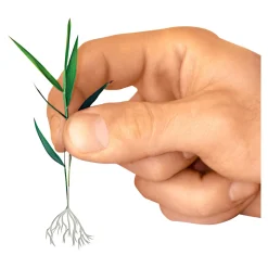 Pflanzenshop|Die moderne Hausfrau Wurzeltreibfix, 30 g